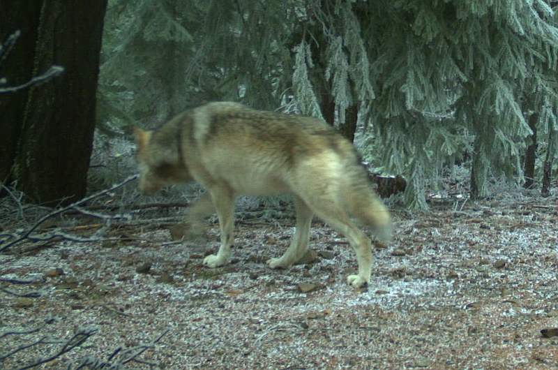 New wolves confirmed in county The Dalles Chronicle