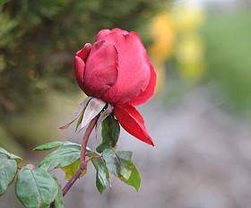 Photo detail