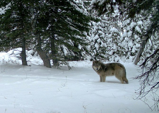 A wolf from the Minam pack pauses in the Eagle Cap Wilderness in northeastern Oregon in this 2012 photo taken by Oregon Department of Fish and Wildlife.