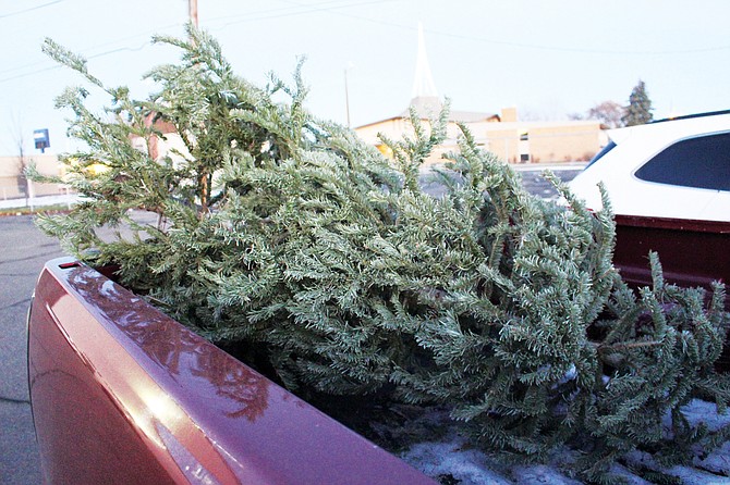 recycle or dispose of christmas trees daily sun news recycle or dispose of christmas trees daily sun news