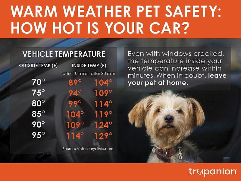 end-the-cruel-and-dangerous-practice-of-leaving-pets-in-hot-cars-hood