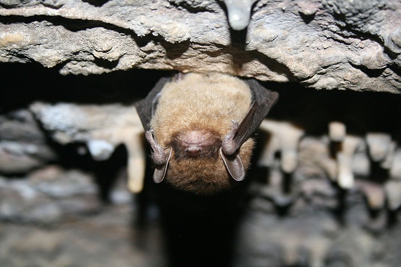 This little brown bat does not hide, she is in hibernation. In order to survive for months without food, bats slow down their bodily functions - such as body temperature, heart rate and breathing - to conserve energy.