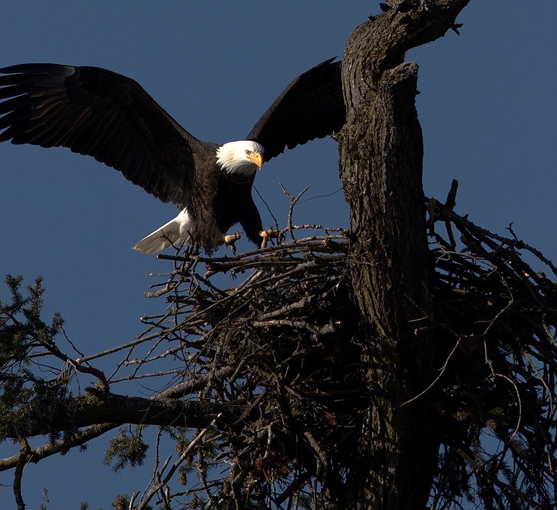 ‘Eagle Watch’ Jan. 28 at Dalles Dam | Hood River News
