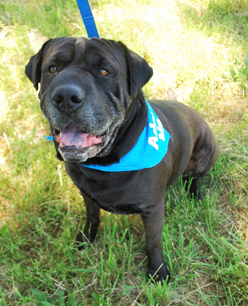 Pet of the Week: Bubba is ‘a gentle giant’ | Hood River News